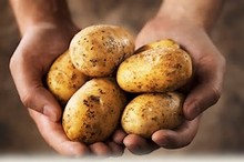 Eco Potatoes's avatar